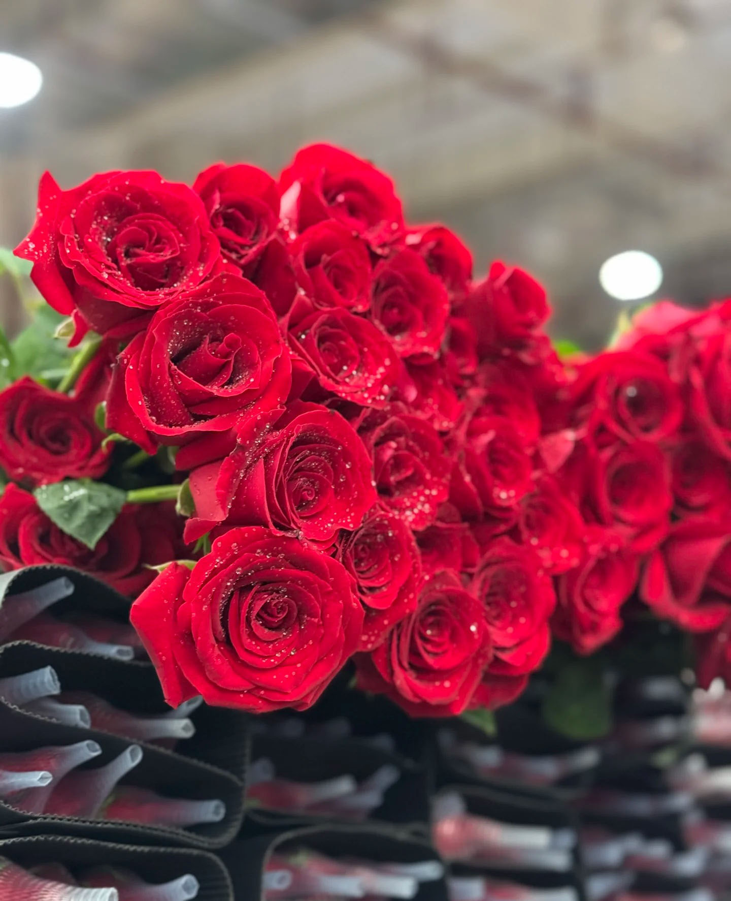Розы Карола 65 см оптом из Китая