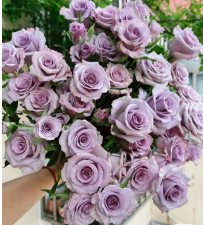Lilac