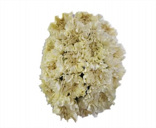 Cream