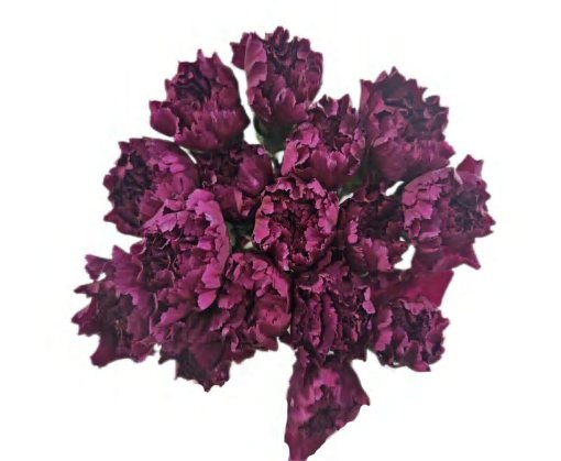 Purple Fairy