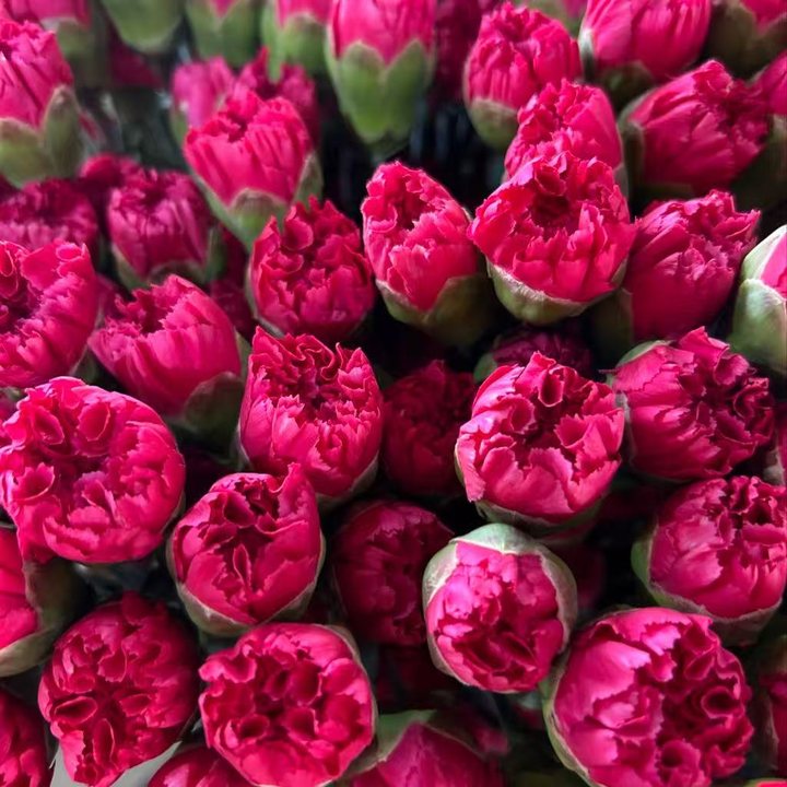 Shocking Pink