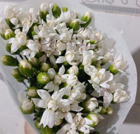 White Prince