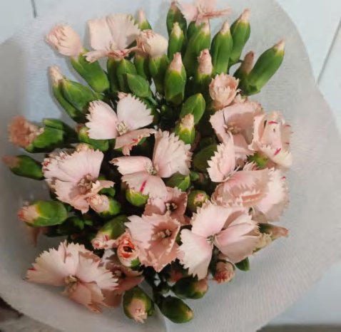 Single Baby Pink