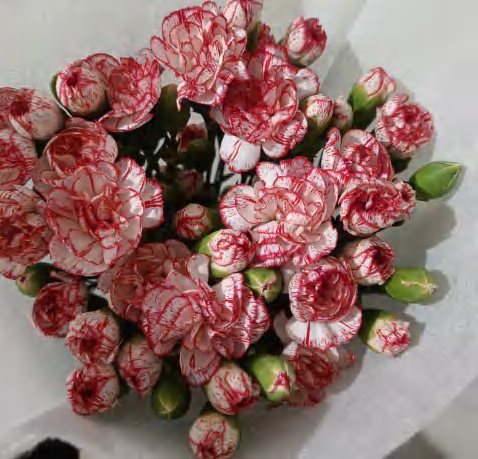 Double Red