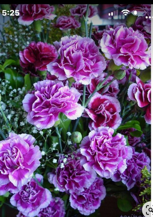 2 tone purple