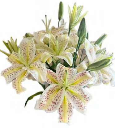 Tiger Moon