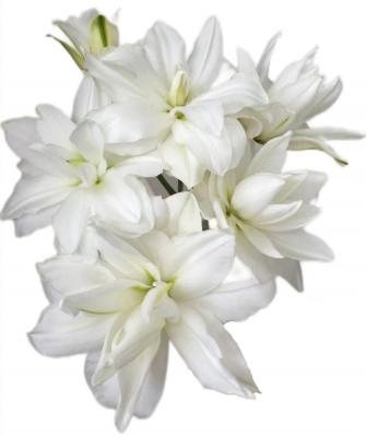 White Pond Lily
