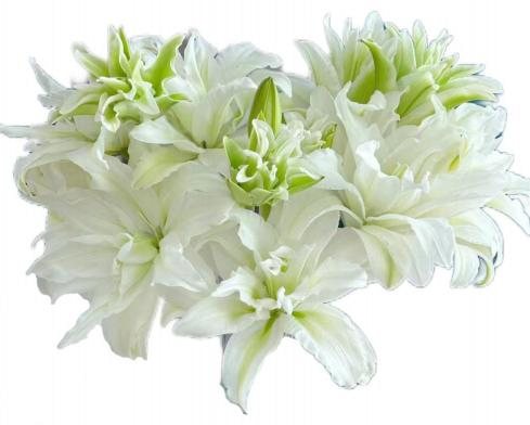 White Oriental(Double Petal) 4+