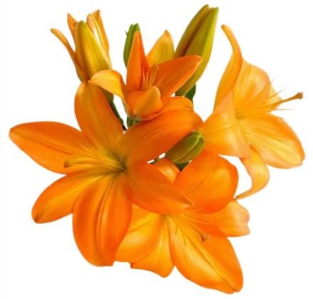 Orange 4+