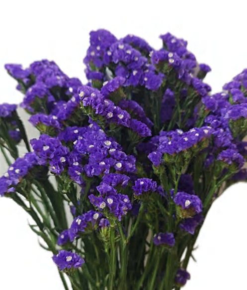 Dark Purple