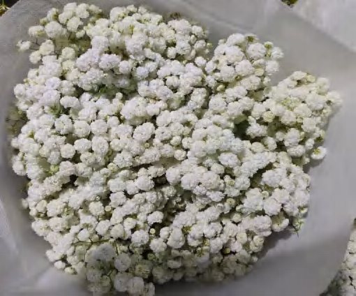 White Gypsophila