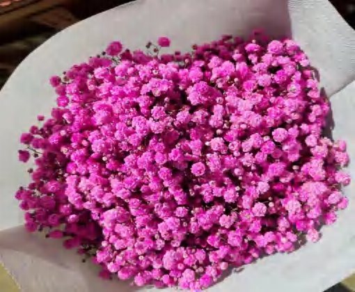 Фуксия