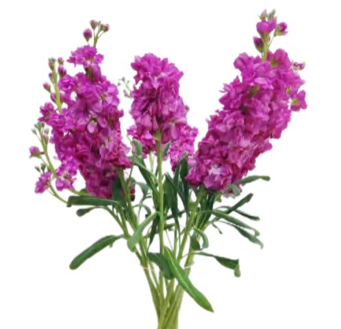 Fushia