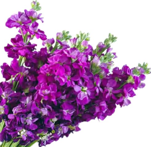 Фиолетовая