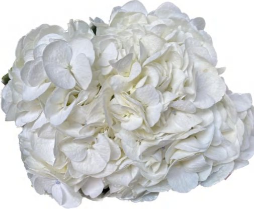 Ivory White