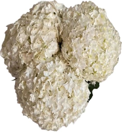 Double Petal White