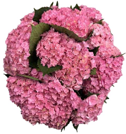 Double Petal Pink