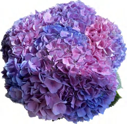 Light Pink Purple