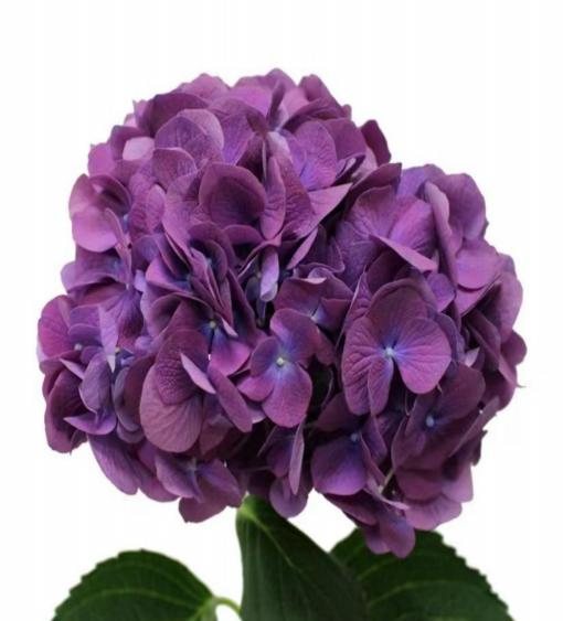 Dark Pink Purple