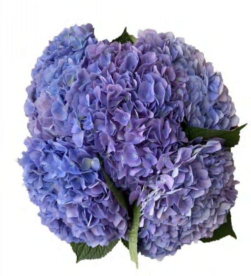 Blue Purple