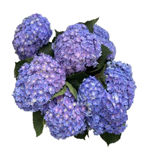 Double Petal Blue Purple