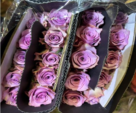 Purple Fairy
