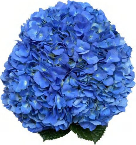 Sea Blue