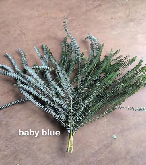 Baby Blue