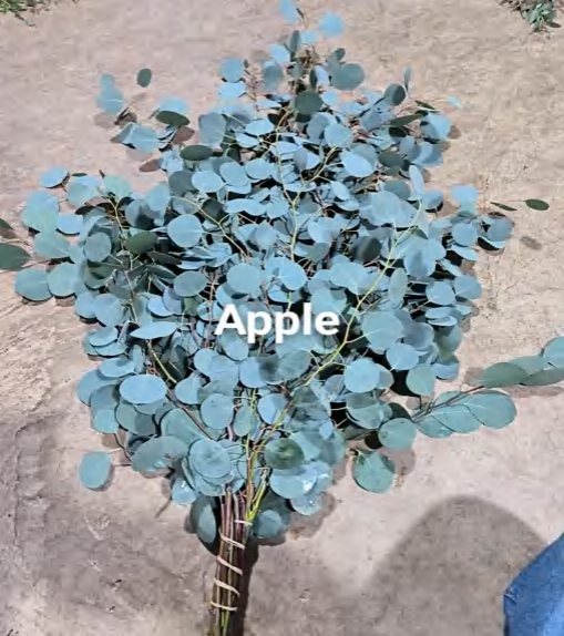 Populus