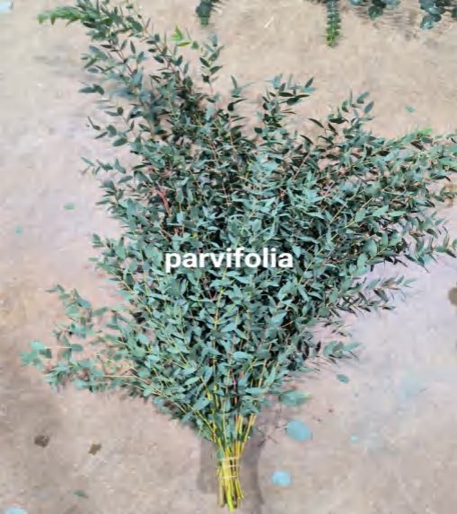 Parvifolia