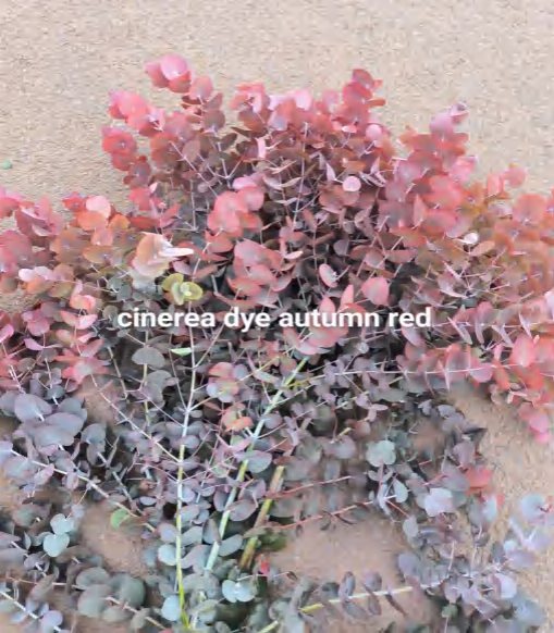 Autumn Red
