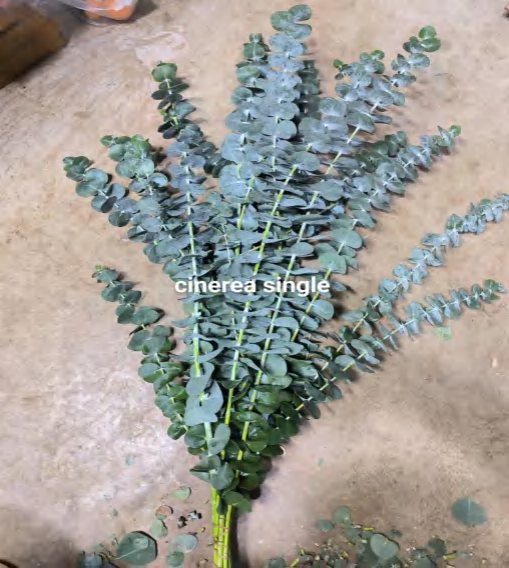 Cinerea Single