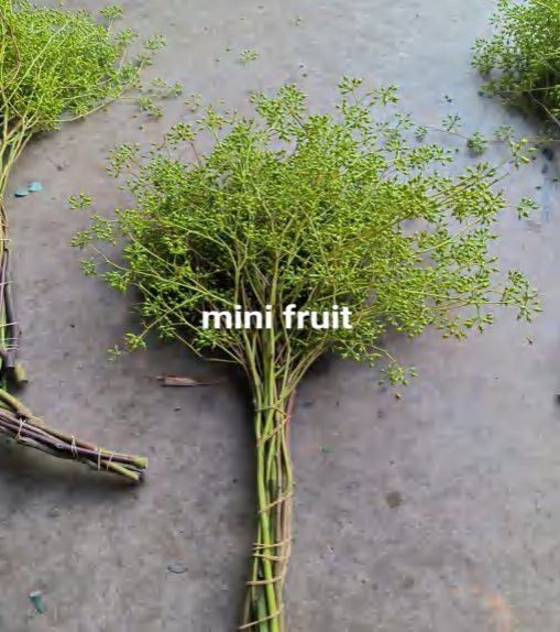 Seed (Mini Fruit)