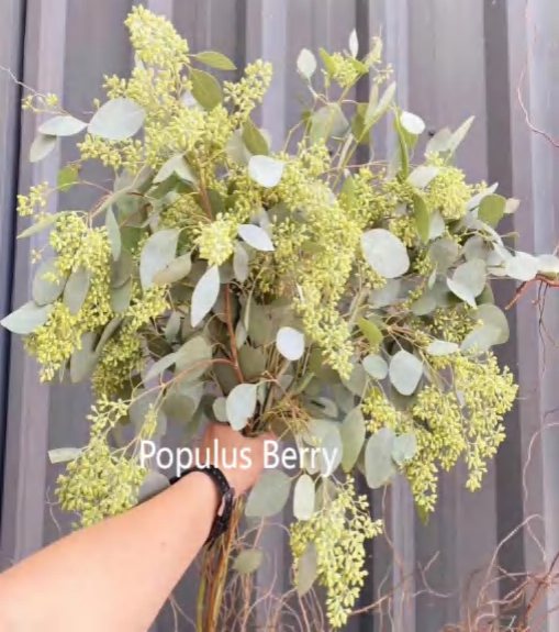 Populous Berry
