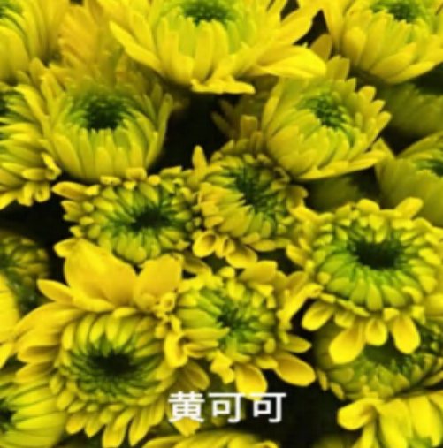 Coco Yellow