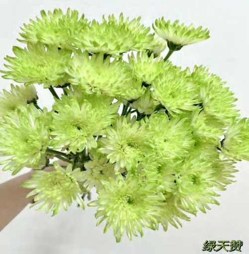 Hymn to Green