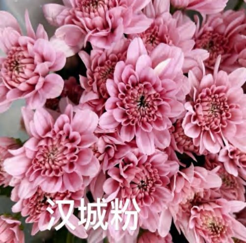 Seoul Pink