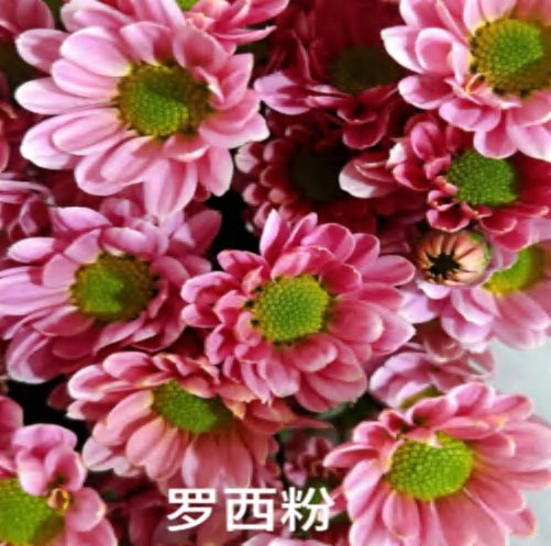Luxi Pink