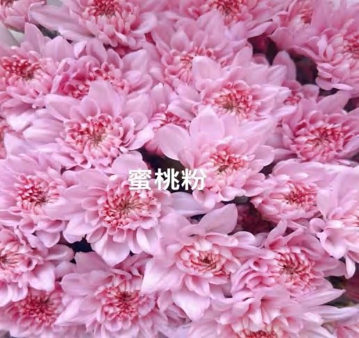 Peach Pink