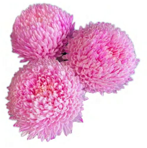 Fushia