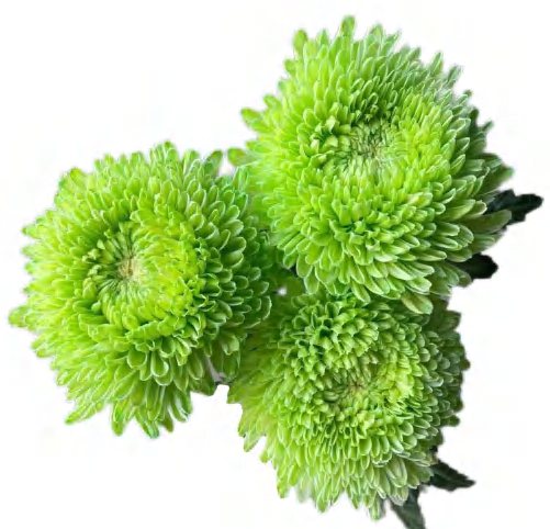 Зеленая