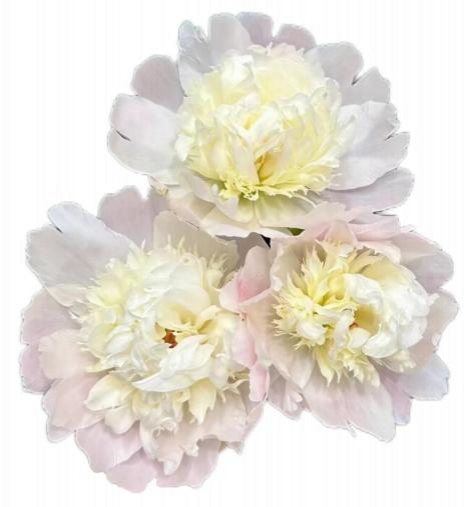 Sichuan White