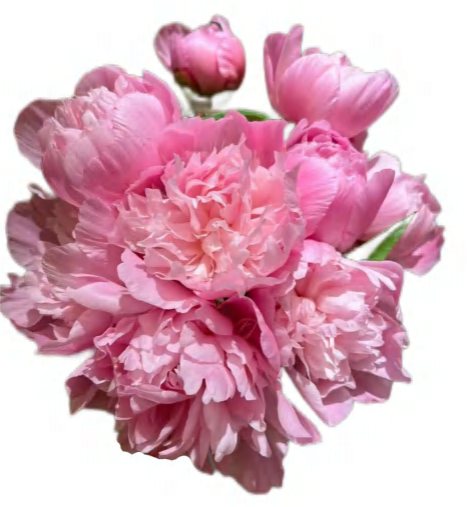 Hanzhong Pink