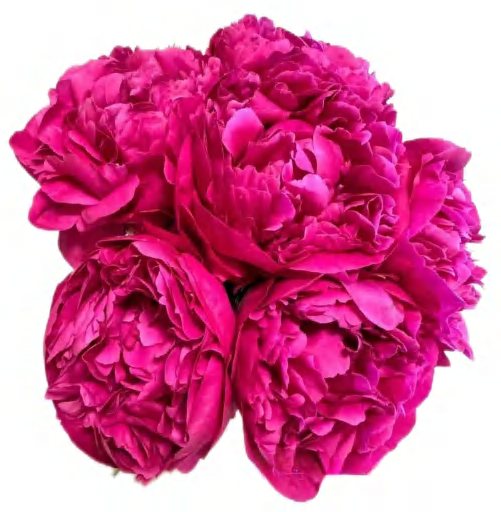 Fuji Fushia
