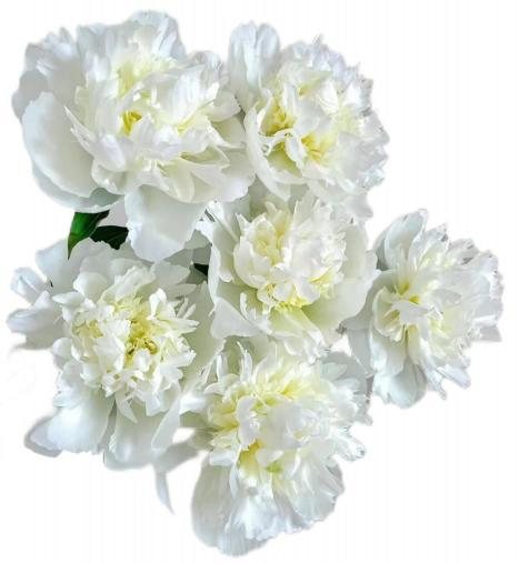 Duchess Cream