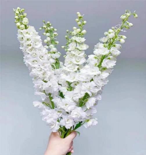 Белая