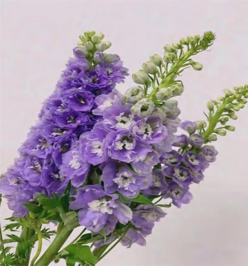 Light Purple