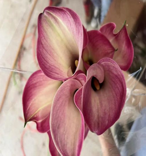 Light Purple