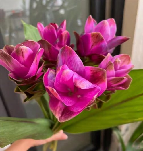 Fushia