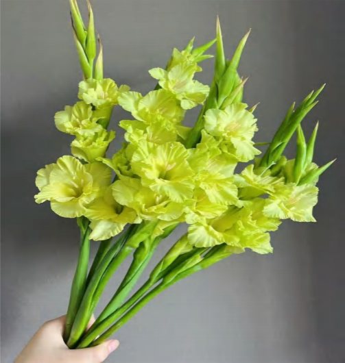 Зеленая
